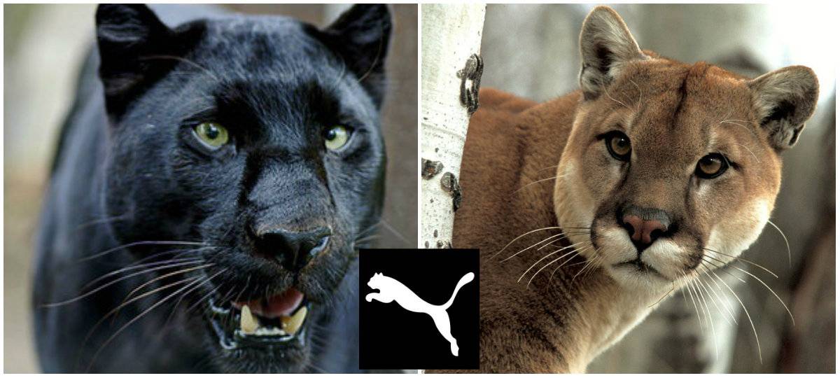 El creador del logo de Puma dibujó en realidad una pantera | Sociedad | La  Revista | El Universo