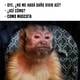 La cruel realidad detrás del meme del mono que se ha viralizado en estos meses en Ecuador 