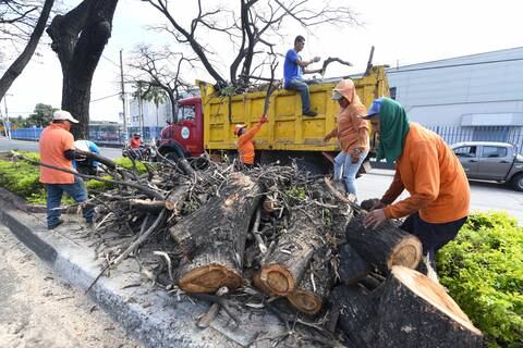 Alrededor de 1.800 árboles han recibido tratamiento contra la cochinilla en Guayaquil