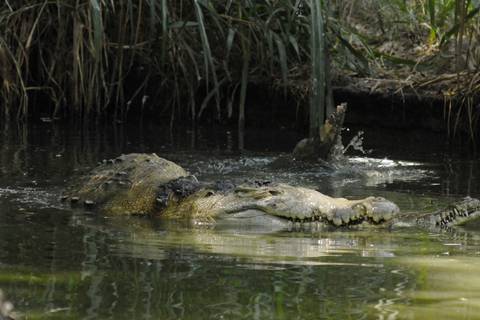 Animales en peligro de extinción en Ecuador: cocodrilo de la costa