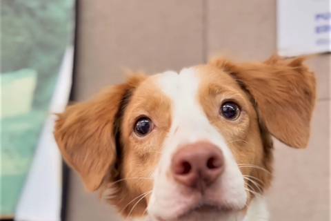Wilson pasó de ser un perro callejero en Puerto Santa Ana a ‘servidor público’ canino 
