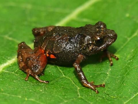 Descubren dos nuevas especies de ranas terrestres diminutas en los bosques y páramos de la cordillera oriental del Ecuador