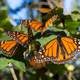 Disminuye superficie en México en la que hibernan las mariposas monarca