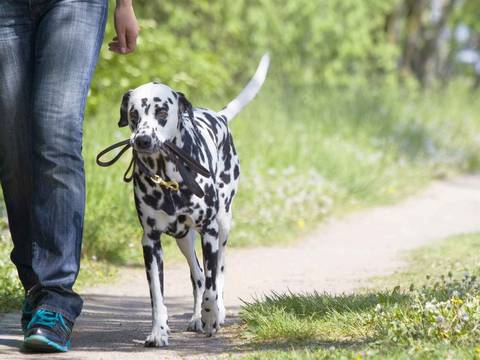 Cómo enseñar al perro a caminar a tu lado sin correa