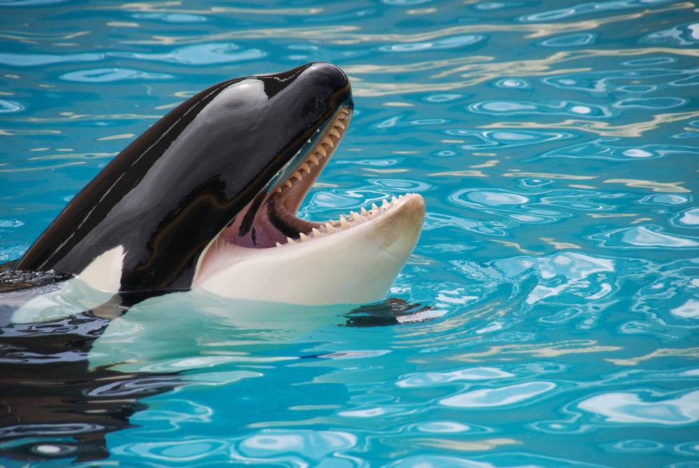 O que aconteceu com a orca de Free Willy?  A verdadeira história de Keiko que muitos já esqueceram |  Pessoas |  Entretenimento
