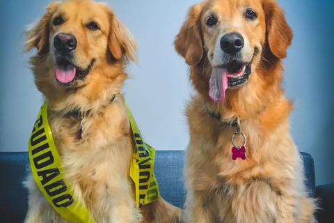 Mascotas con estrella: los caninos ‘influencers’ del Ecuador  