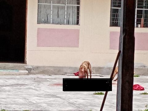 Dos pitbulls atacan a mujer que limpiaba convento en Pelileo