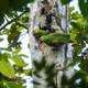 Tala, caza y el robo de huevos o pichones afectan a las especies de loros en Ecuador