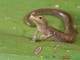 No tiene pulmones y respira por la piel: así es el asombroso anfibio que habita en Ecuador 