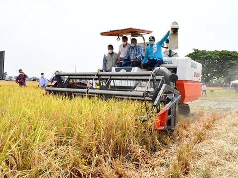 Iniap lanzó Élite e Impacto, dos nuevas variedades de arroz resistentes a plagas y enfermedades