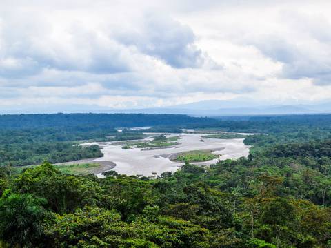 40% de madera vendida en Ecuador tiene un origen ilegal