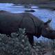 Incrementa la población de rinocerontes en Nepal en medio de los encierros por COVID-19 