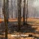 Uruguay se enfrentó a un incendio forestal en pleno Año Nuevo, los bomberos continúan atendiendo las zonas afectadas