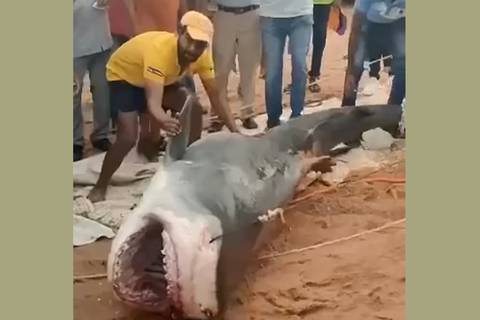 Partes del cuerpo del joven ruso devorado por un tiburón en Egipto fueron encontradas dentro del animal
