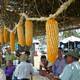 La cosecha del maíz tendrá festival en Ventanas