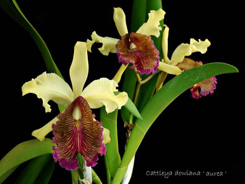 Orquídea hallada en Costa Rica es considerada una de las "más bellas del mundo"