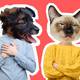 ¿Eres persona canina o felina? Esto dice la ciencia sobre las diferencias y lo que realmente importa a la hora de elegir una mascota