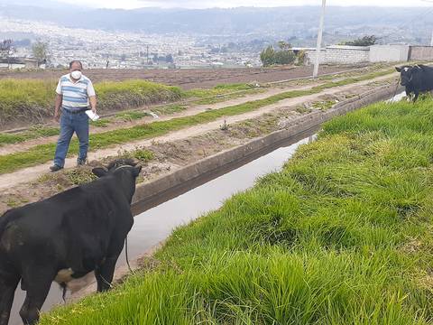 Comuneros y agricultores de Ambato se organizan contra el abigeato