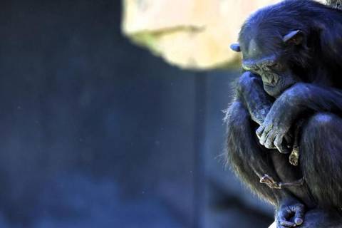 El emotivo duelo de Natalia, la chimpancé que carga desde hace 3 meses con el cuerpo de su cría muerta