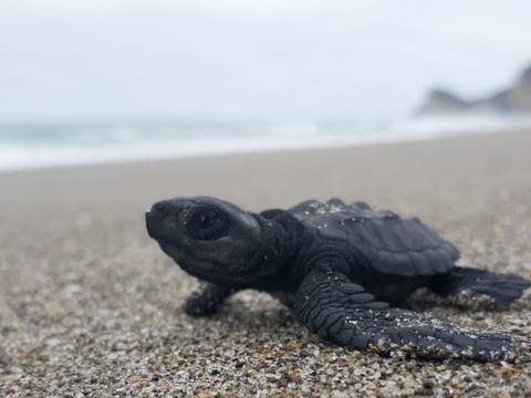 Temporada de eclosión de huevos de las tortugas marinas empezó esta semana en las playas ecuatorianas