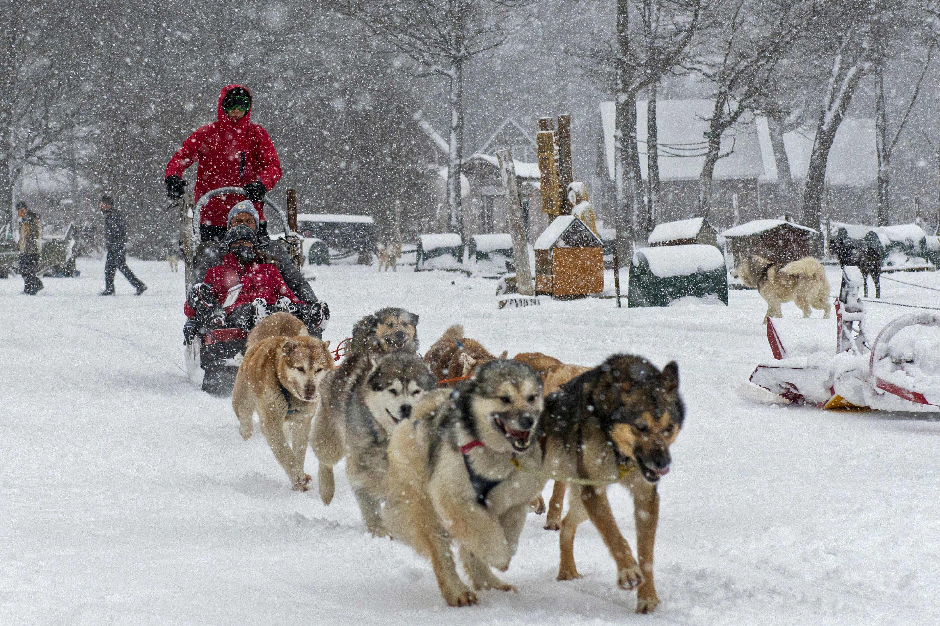 perros atraen el turismo en Ushuaia, la ciudad más austral de Argentina | Viajemos | La | El Universo