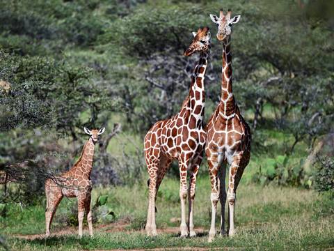 Las jirafas y la amenaza de su "extinción silenciosa"