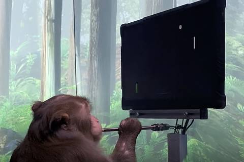 Elon Musk busca humanos para probar implante cerebral mientras surgen acusaciones de muerte de monos en pruebas