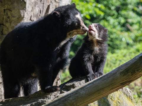 Tres nuevos osos de anteojos hacen su debut en el zoológico de Queens, Nueva York
