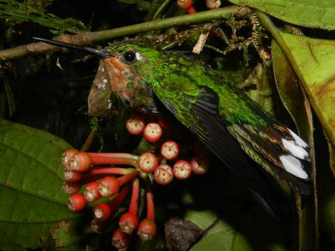 El 5 % de aves que habitan en la Cordillera del Cóndor se encuentran en peligro 