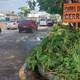 Cinco sectores registraron caída de árboles por fuerte lluvia en Guayaquil
