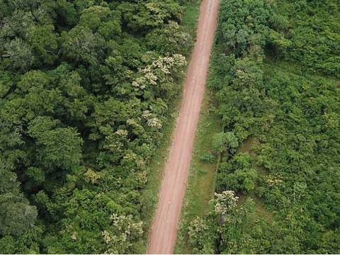 Proyectos viales en la Amazonía, incluido Ecuador, provocarían pérdida de selva equivalente al tamaño de Belice