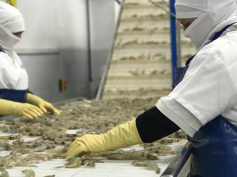 Estas son las diez mayores exportadoras de camarón de Ecuador, el producto que bate récord