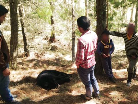 Indignación por asesinato de un oso, que incluso fue crucificado, en Cayambe